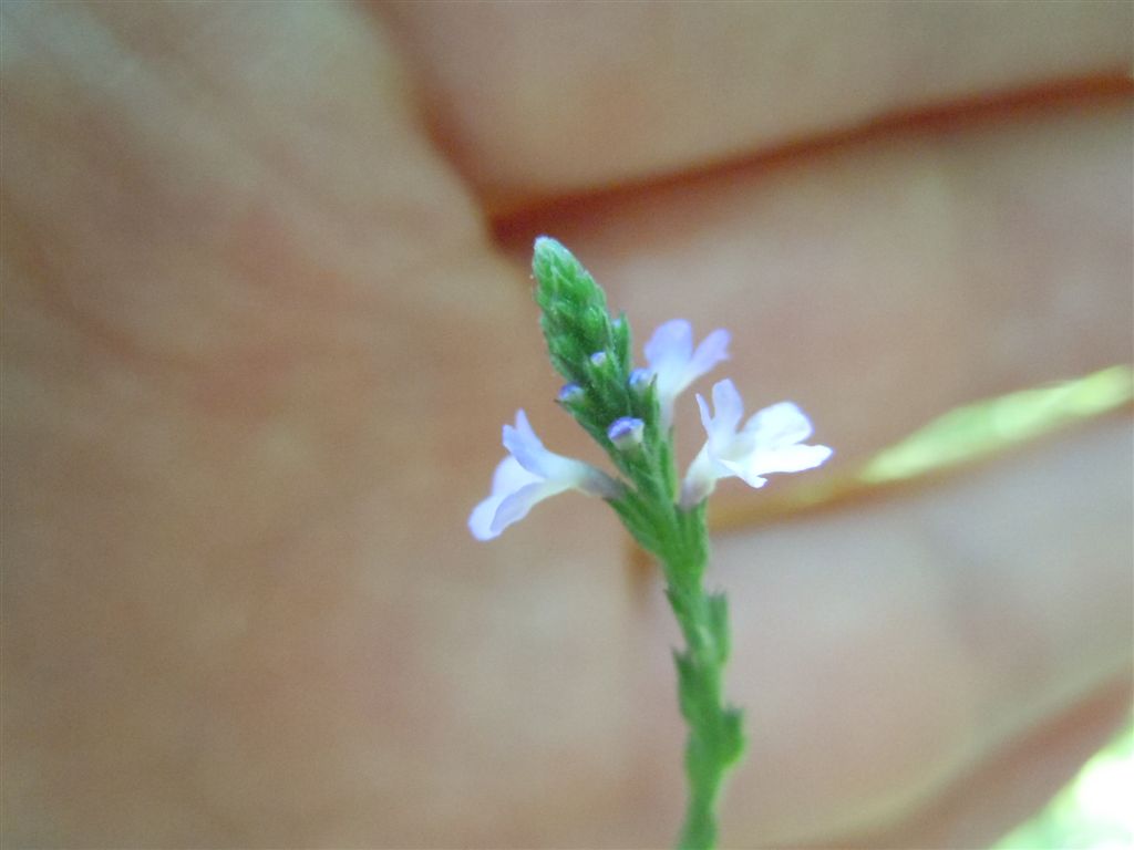 Verbena officinalis